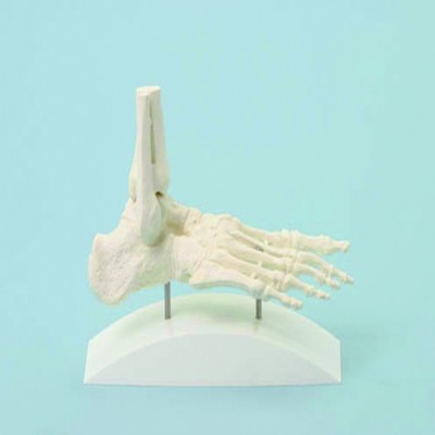Squelette de pied avec trépied